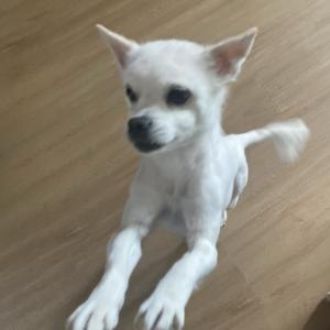 서울 동대문구에서 강아지 찾습니다 도와주세요...