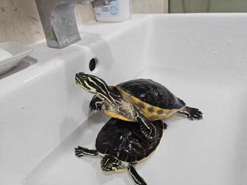 뽀짝하지만 딱한 거북이 형제 분양합니다♂️