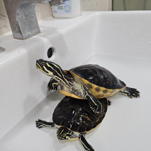 뽀짝하지만 딱한 거북이 형제 분양합니다♂️