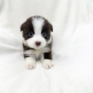 초코보더콜리 공주님 분양 합니다.