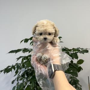 콩알만한 말티푸 데려가실분~