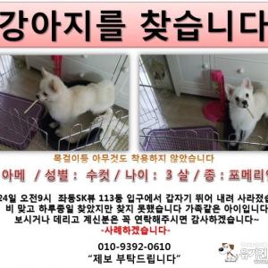 강아지 찾습니다!