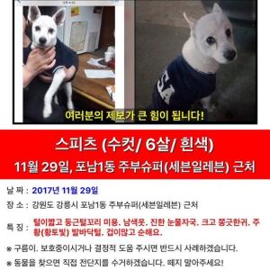 강릉시 흰색 스피츠  남아 찾습니다ㅠㅠ꼭 부탁드립니다
