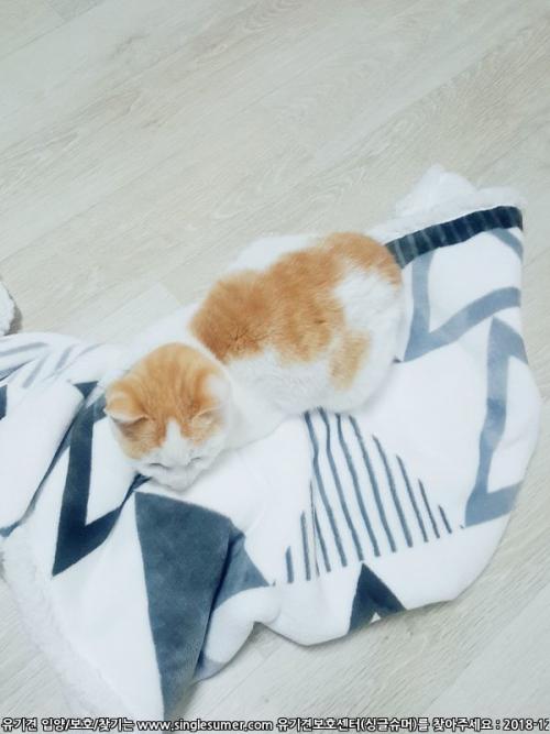 하얀털+치즈얼룩 한국 고양이 아가 무료분양합니다! (T-T)