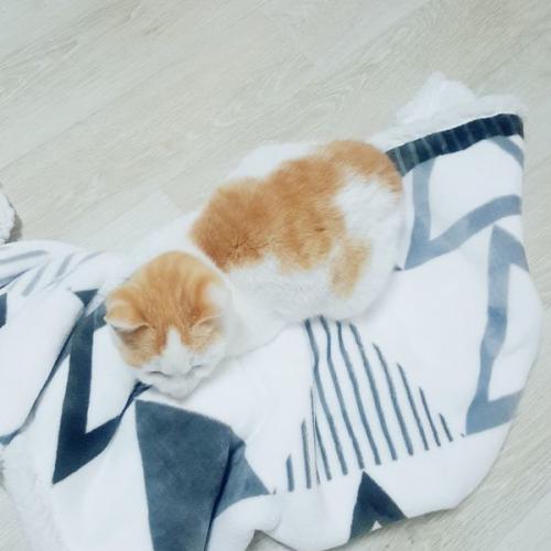 하얀털+치즈얼룩 한국 고양이 아가 무료분양합니다! (T-T)