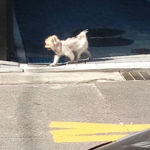 수원시 팔달구 우만1동 포메라니언 발견