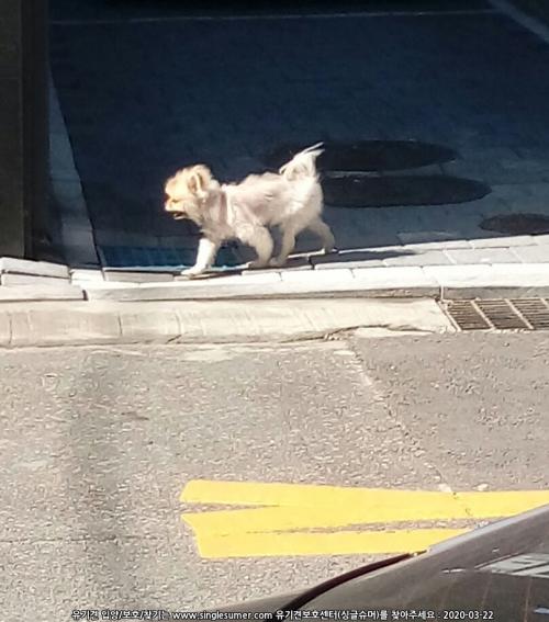 수원시 팔달구 우만1동 포메라니언 발견