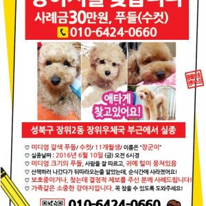 강아지 찾습니다