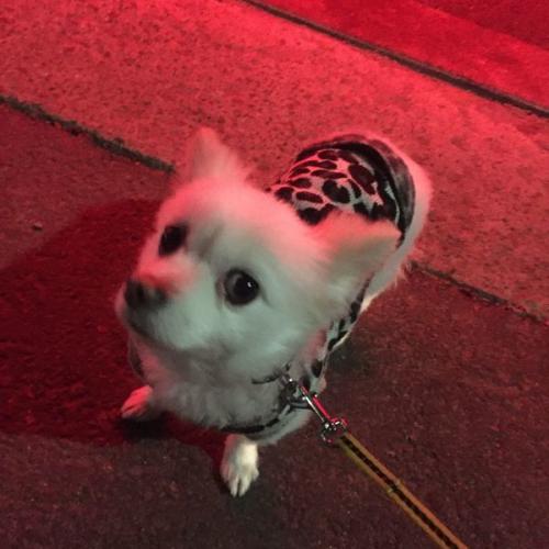 경기 김포시청 하이마트부근에서 발견햇습니다