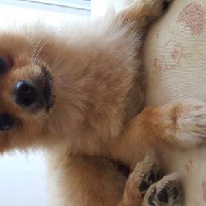 포메라니안 주인분 찾습니다