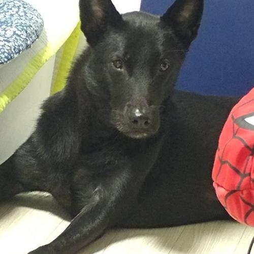 분양합니다(대형믹스견)