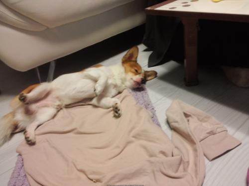 믹스견 쪼꼬 찾습니다.