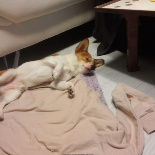 믹스견 쪼꼬 찾습니다.