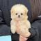 [15만원] 미니 말티푸분양 작고 소중한 말티푸 아가 분양해요