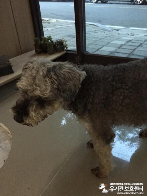 강아지 보호중입니다