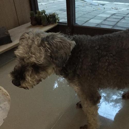 강아지 보호중입니다