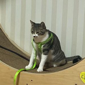 안동시)1세 코숏 고양이를 찾습니다