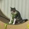 안동시)1세 코숏 고양이를 찾습니다