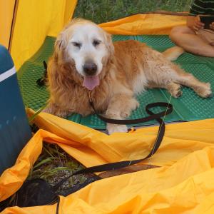 포항 남구 오천읍 골든리트리버를 찾습니다.