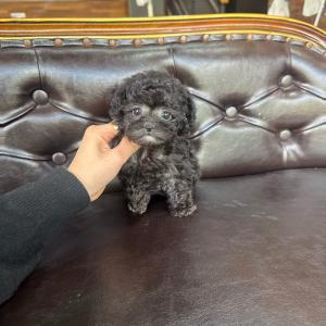 2개월령 실버토이푸들 분양보냅니당