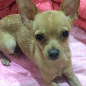 치와와 찾습니다.(청주)