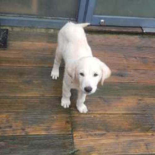 진트리버 분양합니다.