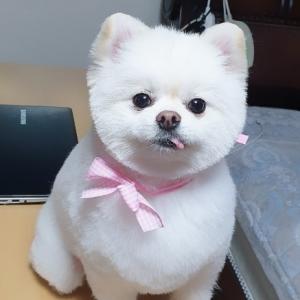 [포메라니안]광산구 유계동 실종