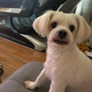 개금 흰색말티즈를 찾습니다(사례금)