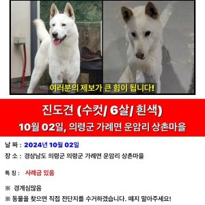 진돗개 구름이를 찾습니다