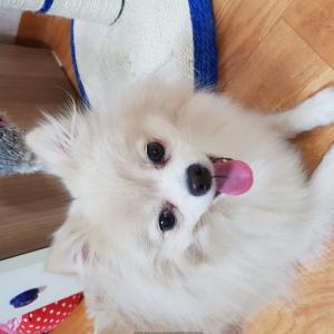 저희 솜이를 찾아주세요