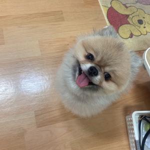 강아지 찾아용ㅠㅠ