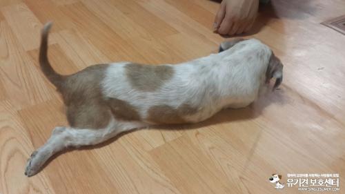 서울시 광진구 시츄 임시보호중입니다.