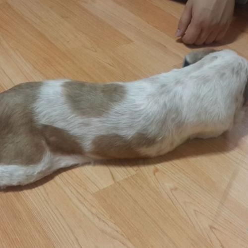 서울시 광진구 시츄 임시보호중입니다.