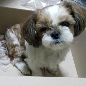 시츄(여아) 찾습니다. 성동구 하왕십리 꽃재교회 부근