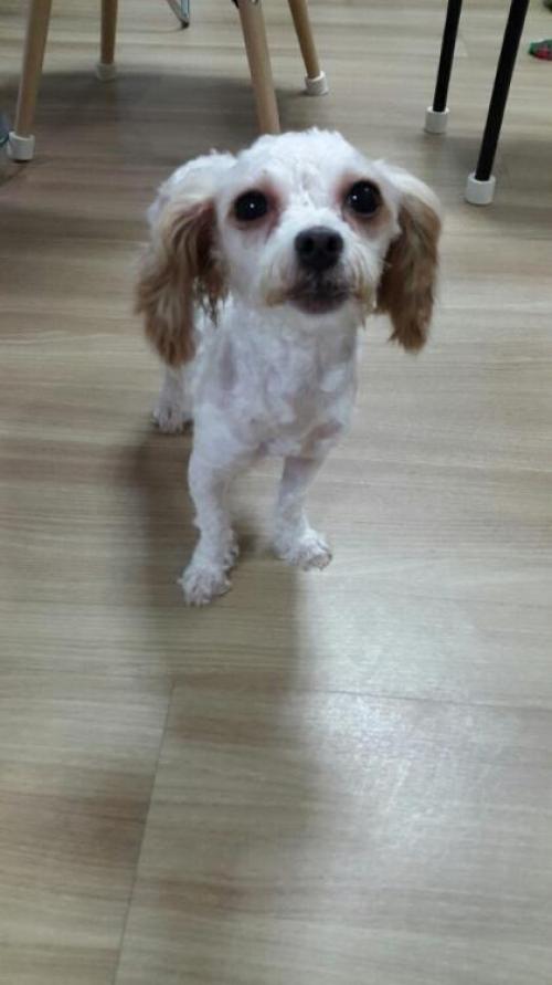 김포 장기동 강아지 주인 찾습니다.