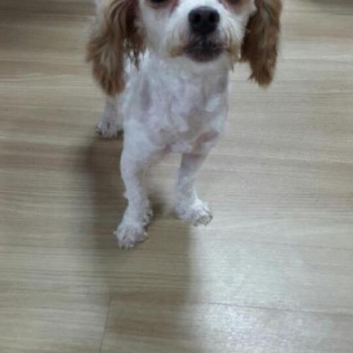 김포 장기동 강아지 주인 찾습니다.