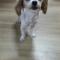 김포 장기동 강아지 주인 찾습니다.
