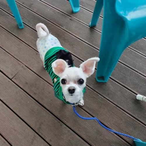 을지로 근처 말티즈 남아 강아지를 잃어버렸어요