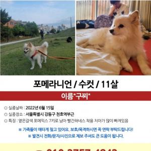 강아지 찾습니다