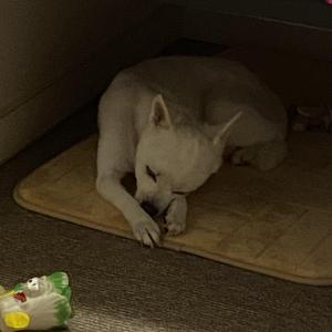 서울 동대문구 장안사거리 근처 유기견 찾아요