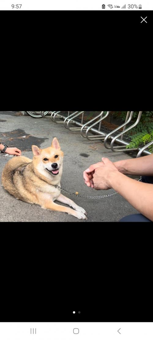 지하철에서 구조한 강아지(시바견혼종) 동작소방서근처