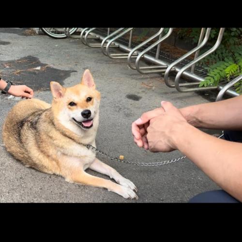 지하철에서 구조한 강아지(시바견혼종) 동작소방서근처