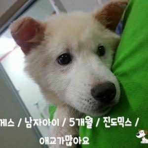 천안유기동물보호소에 있는 7개월 진도 추정되는 남아 분양합니다~