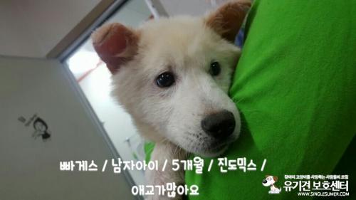 천안유기동물보호소에 있는 7개월 진도 추정되는 남아 분양합니다~