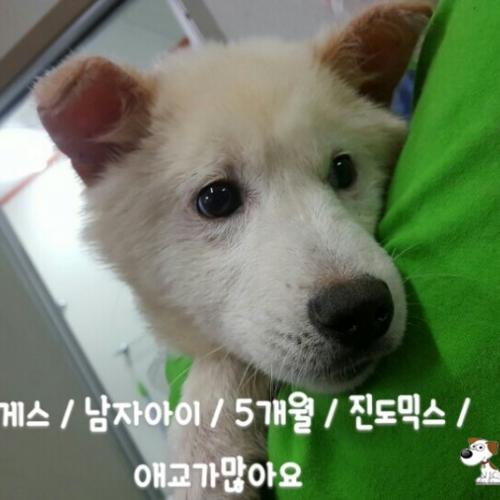 천안유기동물보호소에 있는 7개월 진도 추정되는 남아 분양합니다~