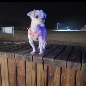 망상 해수욕장 근처에서 흰색 말티즈를 찾아주세요