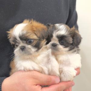 말티츄 딱 한아이 남았네요 얼른 가족 기다려요