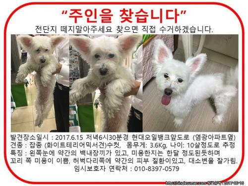 도봉구 쌍문동 숭미초교근처에서 화이트테리어믹서견 보호중입니다