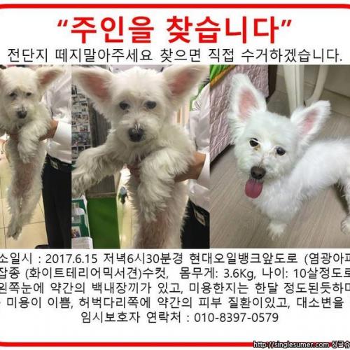 도봉구 쌍문동 숭미초교근처에서 화이트테리어믹서견 보호중입니다