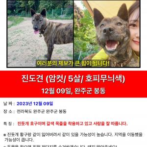 완주군 봉동에서 잃어버린 진돗개를 찾습니다